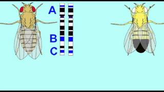 GENETICS 2 MAPPING GENES IN DROSOPHILA 1 [upl. by Eednim389]