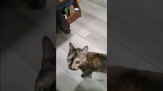 OUR CAT  EVELYN KITTY cats kitty kittycat feline familycats familycat tortoiseshellcat [upl. by Espy]