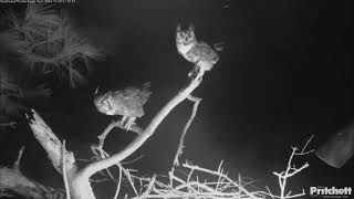 Owls Duet on SWFL Eagles Nest 102824 Southwest Florida Eagle Cam [upl. by Attelrac]