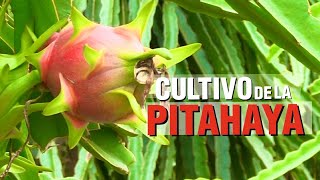 Cultivo de PITAHAYA ROJA [upl. by Lunn]