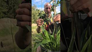 Ribwort plantain plantago lanceolata herbs foraging nativeplants explore nature permaculture [upl. by Hamian274]