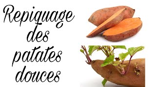 REPIQUAGE DES PATATES DOUCES [upl. by Audre]