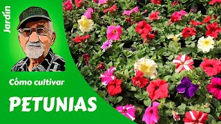 𝗣𝗘𝗧𝗨𝗡𝗜𝗔𝗦 CÓMO CULTIVAR PETUNIAS Guía completa [upl. by Vaules]