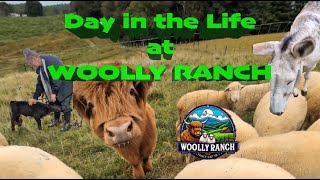 A Day in my life at Woolly Ranch [upl. by Hilaria]