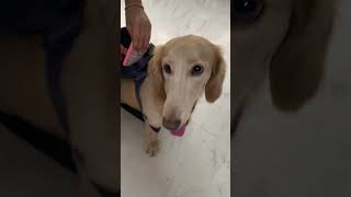 Mag school na daw ang Leo boy😍 shortvideo cutedog [upl. by Basilio]