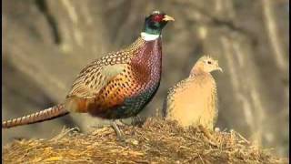 YouTube Pheasant and its call [upl. by Ecirad]