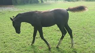 puledro grigio 4 mesi 4 month old grey foal [upl. by Retrak]