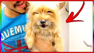 JE PRANK MON CHIEN POUR LE POISSON DAVRIL 😂 [upl. by Fe]