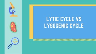 Lytic Cycle vs Lysogenic Cycle Made EASY [upl. by Rabbi]