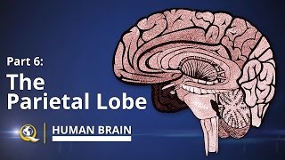 Parietal Lobe  Human Brain Series  Part 6 [upl. by Redle375]