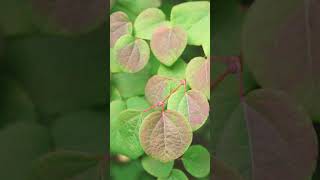 🌹¹⁸☆•³ Katsura Tree Cercidiphyllum japonicum in CaramelTree Family Cercidiphyllaceae [upl. by Bush]