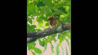 Orange headed thrush naturelovers birds birdslover [upl. by Yboj]