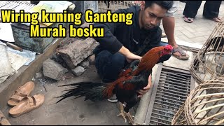 Pasar ayam GAWOK istimiwir hari minggu Pon ada Ekor Lidi Wiring Kuning Ganteng Bosku [upl. by Airetnahs159]