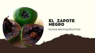 🍈Los Extraordinarios Beneficios Del Zapote Negro🍈 [upl. by Uis]