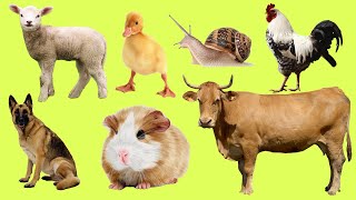 Learn names Farm Animals in English Lean Sounds of Animals for Kids [upl. by Wolff]