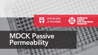 How to perform the MDCK Permeability experiment in drug discovery [upl. by Palocz]