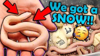 Baby Snow Bullsnakes hatching [upl. by Atikam]