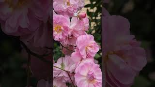 rose vlog 11262024 perfume breeze climbing rose blooms for Thanksgiving 🌹 [upl. by Willem]