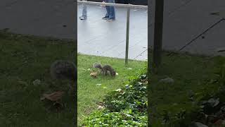 The pawnbroker squirrel Белказакладчица nyc walkingtour usa [upl. by Enaled]