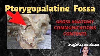 150Pterygopalatine fossa Anatomy Neuroanatomy anatomylectures clinicalexamination [upl. by Saleme]