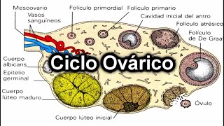 Ciclo Ovárico  Documental de Embriología [upl. by Kemppe570]