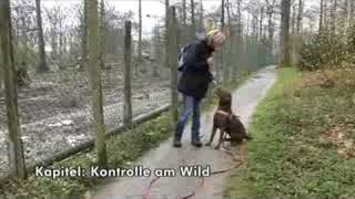 Antijagdtraining für Hunde mit AntijagdtrainingSpezialistin Pia Gröning [upl. by Bray19]