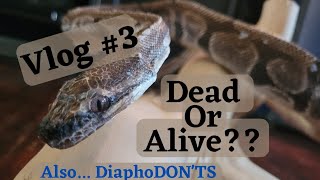 Vlog 3 Best Mummies Ever DiaphoDONTS and Finger Update [upl. by Nilrah]