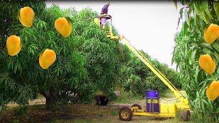 Mango Harvesting Machine  How to Mango Picking  Mango Farm Agriculture Technology [upl. by Inattyrb449]