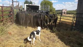 Loading cattle into trailer with Satus Brute [upl. by Anilatac413]