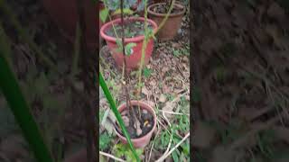 Yellow Bell Flower Seedlings 黃時鐘花苗 VID20241110073937 [upl. by Ralf]