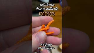 Cordyceps Cultivation Course with William PadillaBrown  Growing Cordyceps Mushrooms [upl. by Larred]