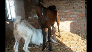 Baby goat is 1800 days old drinking milk it is a very funny video watch it fully [upl. by Harriot]