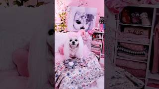 🎀Princess Dog Room🎀 petbed pinkroom dogclothes fashiontips [upl. by Cudlip56]