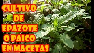 CULTIVO DE EPAZOTE O PAICO EN MACETAS  quotPROCESO COMPLETOquot [upl. by Perot211]