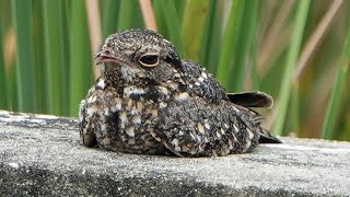 SAVANNA NIGHTJAR Singapore [upl. by Esiole]