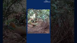 A bowerbird builds his nest a metre from Sydney suburbia – Australian bird of the year 2023 [upl. by Adnah60]