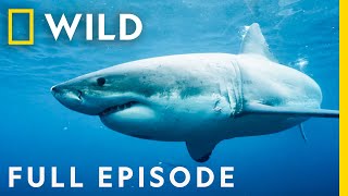 Killers of the Ocean Orcas vs Great Whites Full Episode  Nat Geo Wild [upl. by Stich]