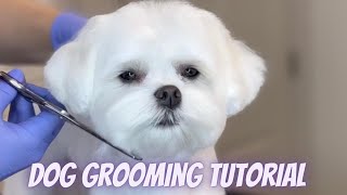 DOG GROOMING TUTORIAL  Step by Step Maltese haircut [upl. by Sherlock]