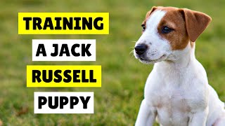 How To TRAIN Your Jack Russell Puppy ✅ EASY and EFFECTIVE [upl. by Idet]