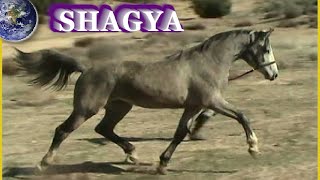 TOP Beautiful Shagya in the World [upl. by Slocum712]