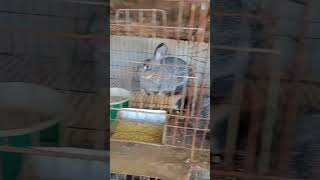 Rabbit Farming In Zimbabwe CeeRichRabbitry [upl. by Aihcsrop144]