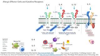 in 5 min IL4 IL5 IL13 and JAK1 in allergic and atopic responses [upl. by Bronder]