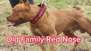 Old Family Red Nose Pitbull Bloodline facts [upl. by Leinoto]