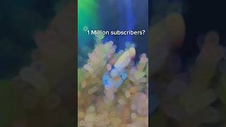 1 Million subscribers😮😨😒foryouviralreelsbettabettafishbettatankbettaindonesiaaquariumfish [upl. by Raimundo]