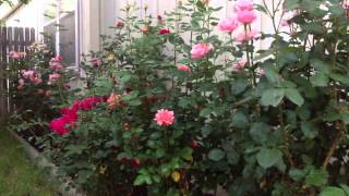 How to Naturally kill rid insects Aphids from Roses amp Garden DIY [upl. by Randal]