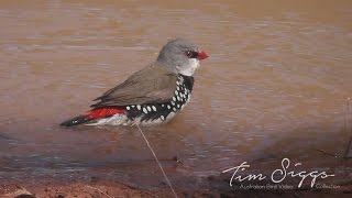 Diamond Firetail Stagonopleura guttata HD Video clip 1  1 [upl. by Guildroy]