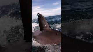 Great White Shark Races Up From Underneath [upl. by Nolitta]