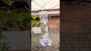 Making Bird Water Feeder From Bottle 😱 Making Bird Feeder shorts feeder birds Bottle [upl. by Esenahs57]