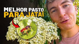 As MELHORES PLANTAS para a ABELHA JATAÍ 🐝🌹 [upl. by Erb956]