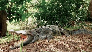 Hunting in Mozambique Zambeze Delta Coutada 11 [upl. by Ahsercel]